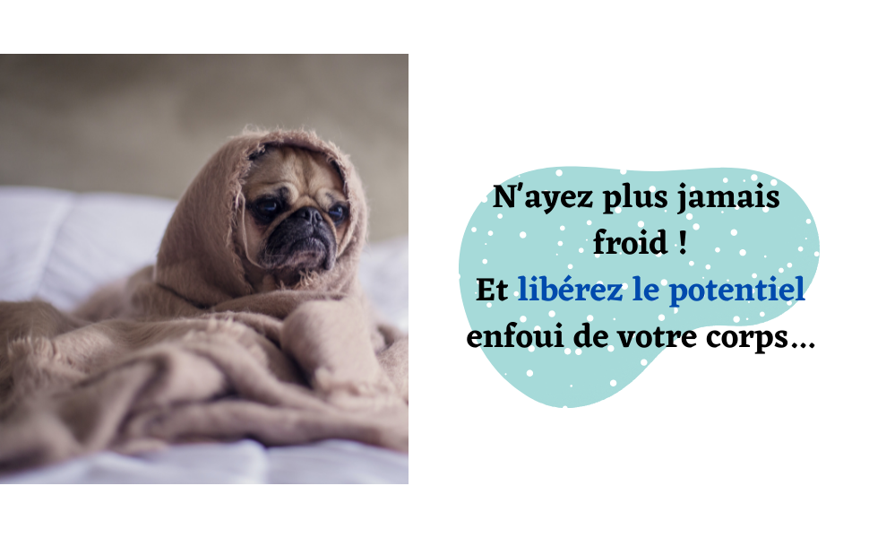 chien mignon n'ayez plus jamais froid libèrez votre potentiel